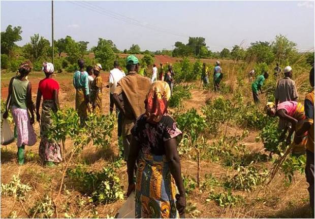 photo Ghana Hands on pruning by farmer volunteers